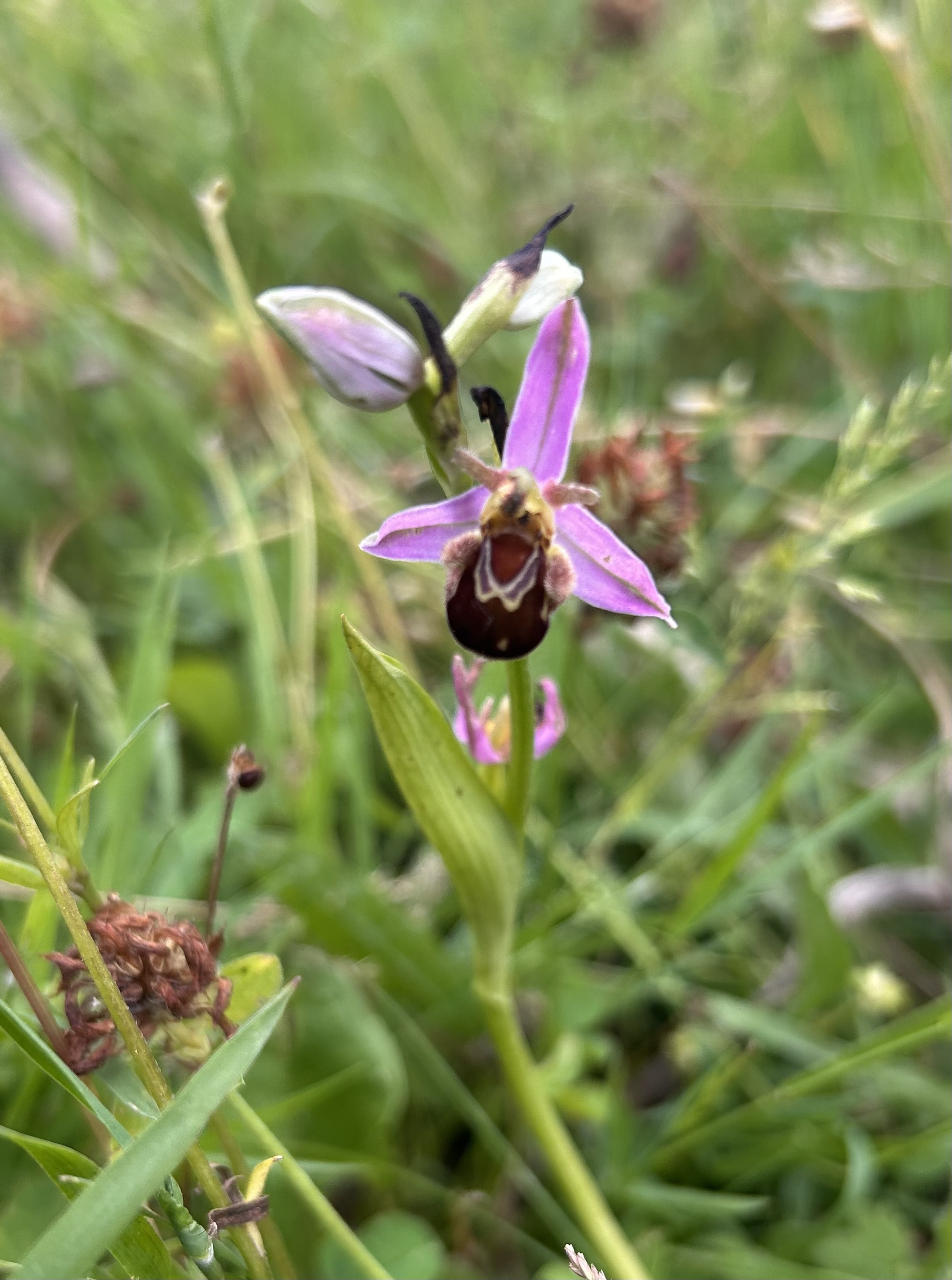 Ophrys abeille