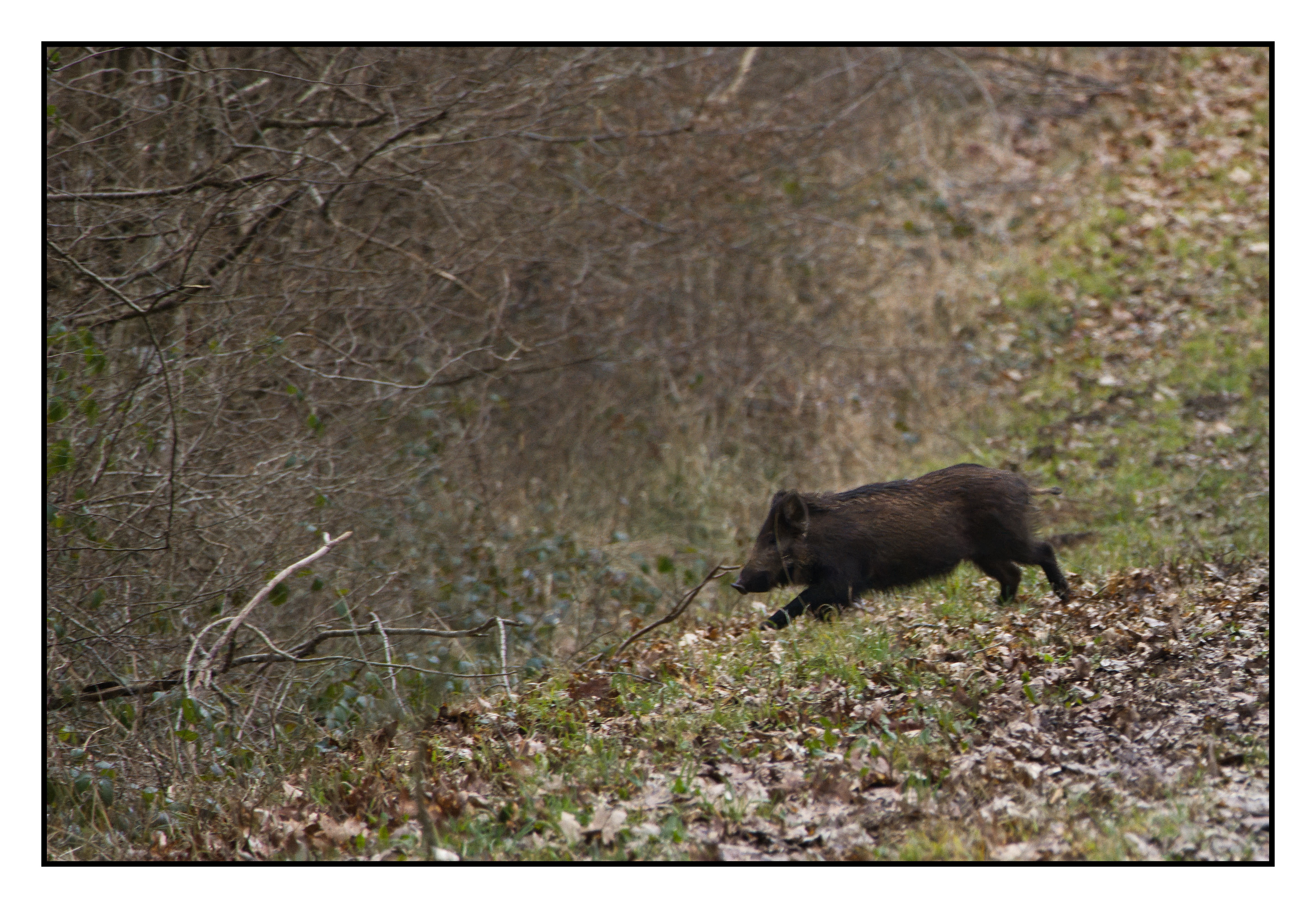 sanglier